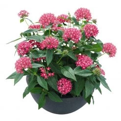 CGASPL Pentas Graffiti 20/20 True Pink Flower Seeds Imported Flower Seeds