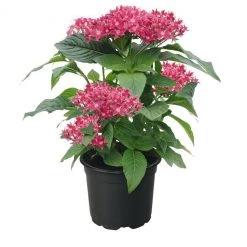 CGASPL Pentas Graffiti 20/20 True Pink Flower Seeds Imported Flower Seeds