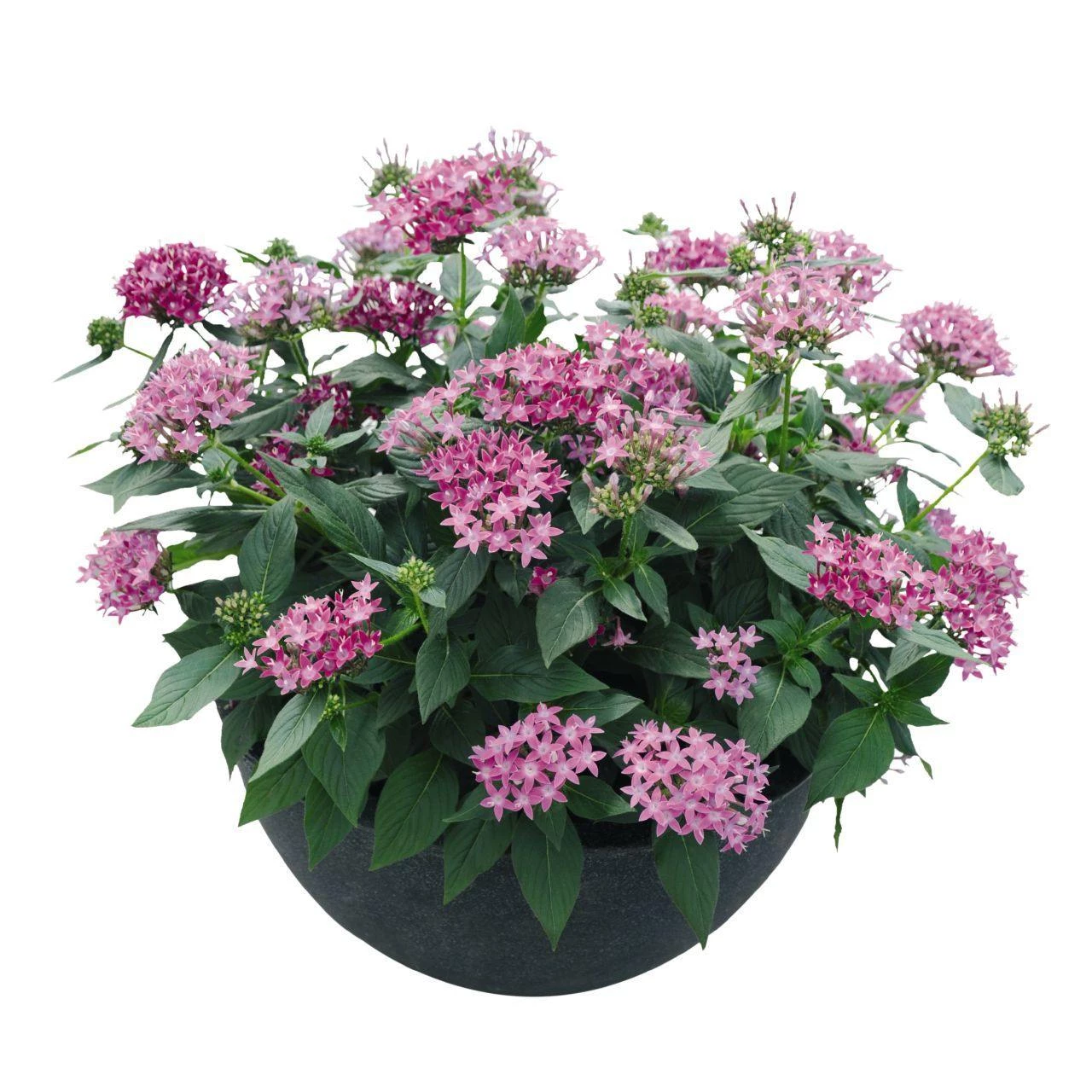 CGASPL Pentas Graffiti 20/20 Ultra Violet Flower Seeds 4 CGASPL Pentas Graffiti 20/20 Ultra Violet Flower Seeds