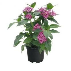 CGASPL Pentas Graffiti 20/20 Ultra Violet Flower Seeds 9 CGASPL Pentas Graffiti 20/20 Ultra Violet Flower Seeds