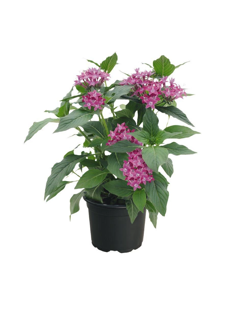 CGASPL Pentas Graffiti 20/20 Ultra Violet Flower Seeds 5 CGASPL Pentas Graffiti 20/20 Ultra Violet Flower Seeds