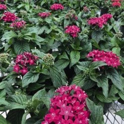 CGASPL Pentas Graffiti 20/20 Ultra Violet Flower Seeds 10 CGASPL Pentas Graffiti 20/20 Ultra Violet Flower Seeds