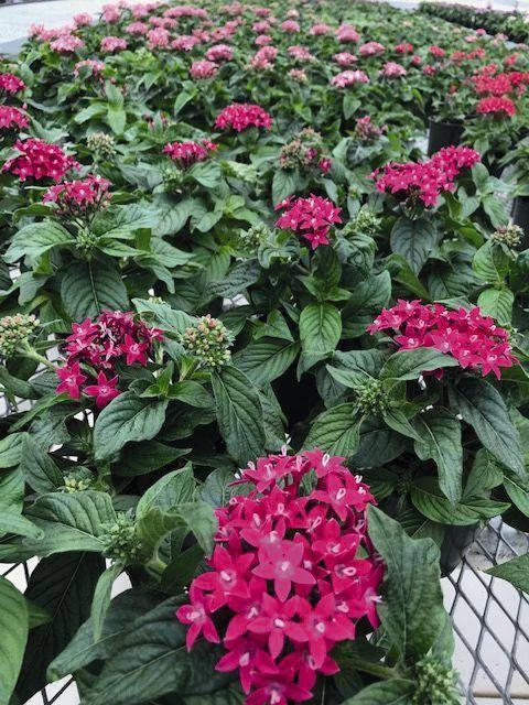 CGASPL Pentas Graffiti 20/20 Ultra Violet Flower Seeds 6 CGASPL Pentas Graffiti 20/20 Ultra Violet Flower Seeds