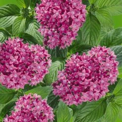 CGASPL Pentas Graffiti 20/20 Ultra Violet Flower Seeds 11 CGASPL Pentas Graffiti 20/20 Ultra Violet Flower Seeds