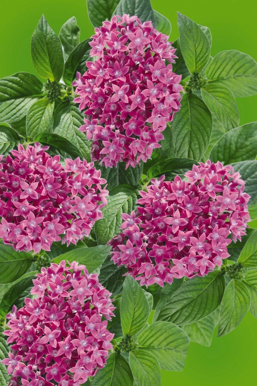 CGASPL Pentas Graffiti 20/20 Ultra Violet Flower Seeds 7 CGASPL Pentas Graffiti 20/20 Ultra Violet Flower Seeds