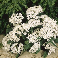 CGASPL Pentas Graffiti White Flower Seeds Imported Flower Seeds