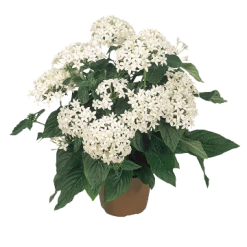 CGASPL Pentas Graffiti White Flower Seeds Imported Flower Seeds