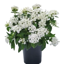 CGASPL Pentas Graffiti White Flower Seeds Imported Flower Seeds