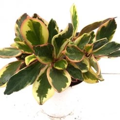 CGASPL Peperomia Clusifolia Tricolour Plant Plants
