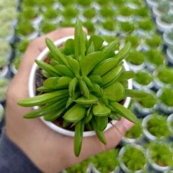 CGASPL Plants Peperomia Dolabriformis Succulent Plant