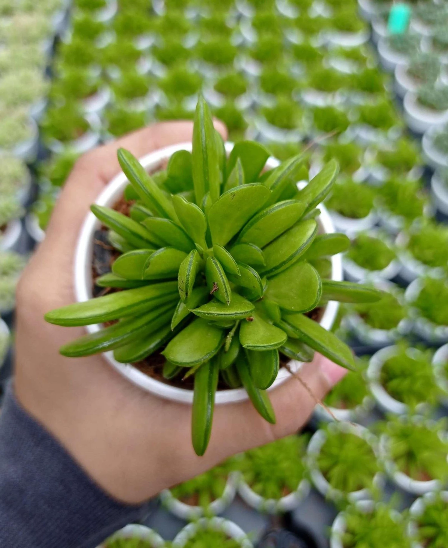 CGASPL Plants Peperomia Dolabriformis Succulent Plant 3 CGASPL Plants Peperomia Dolabriformis Succulent Plant