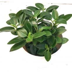 CGASPL Peperomia Orba Green Plant Plants