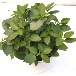CGASPL Peperomia Orba Variegated Plant Plants