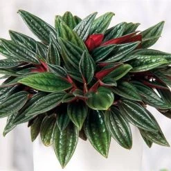 CGASPL Peperomia Caperata Rossa Plant Plants