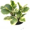 CGASPL Plants Peperomia Obtusifolia Varigated Green Yellow Color Plant