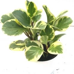 CGASPL Plants Peperomia Obtusifolia Varigated Green Yellow Color Plant