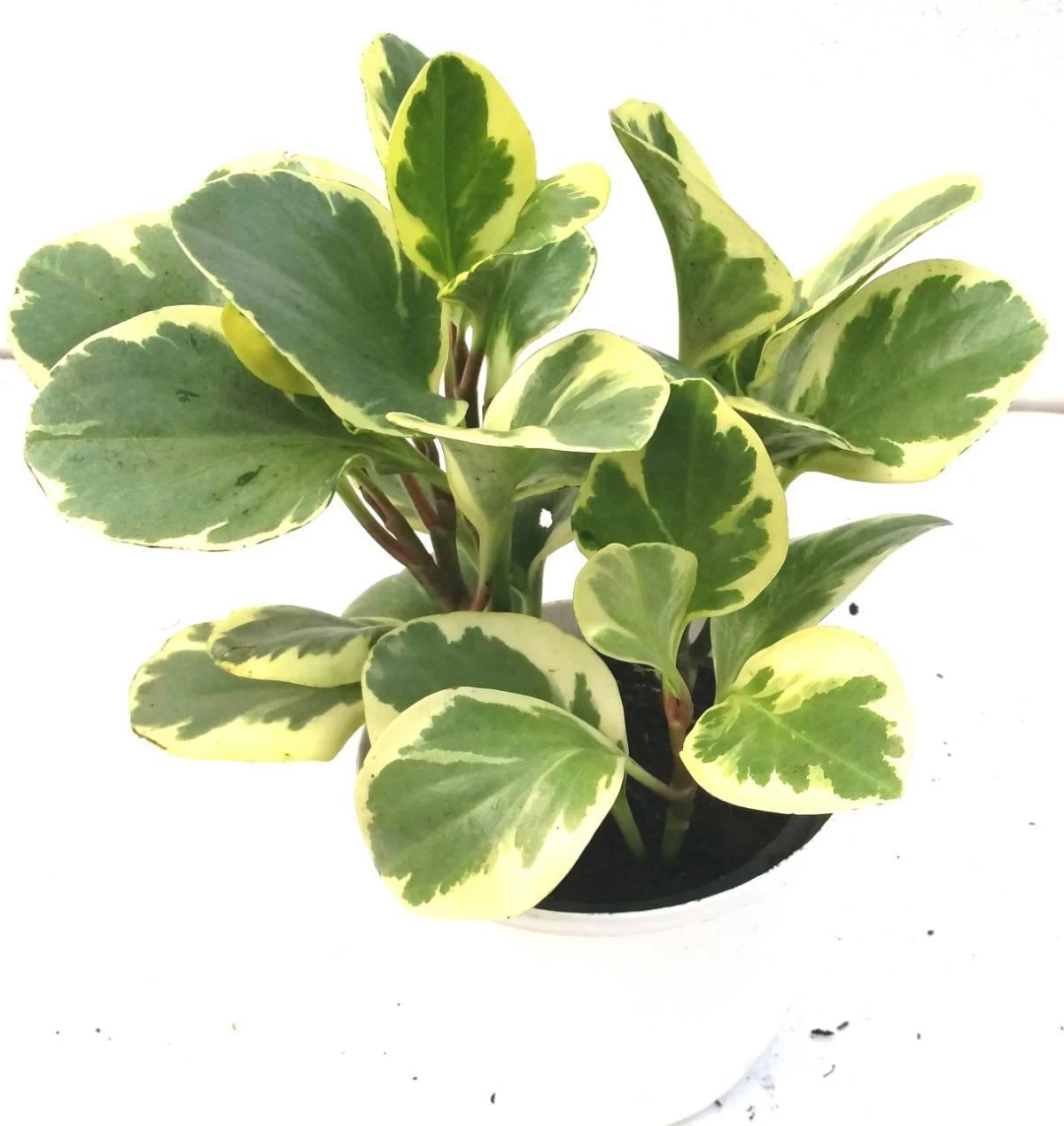 CGASPL Plants Peperomia Obtusifolia Varigated Green Yellow Color Plant 3 CGASPL Plants Peperomia Obtusifolia Varigated Green Yellow Color Plant