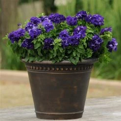 Pan American Seeds Petunia Double Gf. Cascade Blue Flower Seeds Imported Flower Seeds
