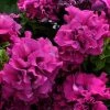 Pan American Seeds Imported Flower Seeds Petunia Double Gf. Cascade Burgundy Flower Seeds