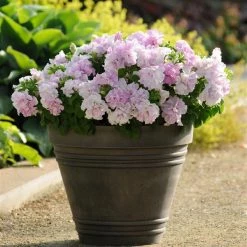Pan American Seeds Imported Flower Seeds Petunia Double Gf. Cascade Orchid Mist Flower Seeds