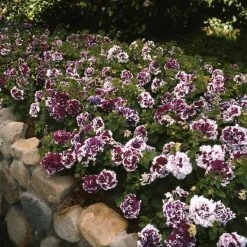 Pan American Seeds Petunia Double Gf. Pirouette Purple Flower Seeds