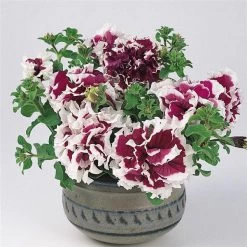 Pan American Seeds Petunia Double Gf. Pirouette Purple Flower Seeds