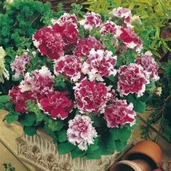 Pan American Seeds Petunia Double Gf. Pirouette Rose Flower Seeds