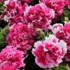Pan American Seeds Petunia Double Gf. Pirouette Rose Flower Seeds