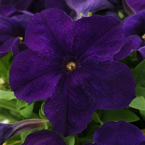 Pan American Seeds Petunia Single Gf. Ez Rider Blue Flower Seeds Imported Flower Seeds 3 Pan American Seeds Petunia Single Gf. Ez Rider Blue Flower Seeds Imported Flower Seeds