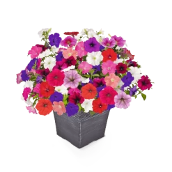 Pan American Seeds Petunia F₁ Trailing SUCCESS! TR Maxi Mix Flower Seeds