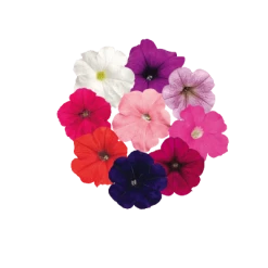 Pan American Seeds Petunia F₁ Trailing SUCCESS! TR Maxi Mix Flower Seeds
