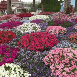 Pan American Seeds Imported Flower Seeds Petunia F₁ Trailing SUCCESS! TR Maxi Mix Flower Seeds