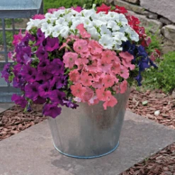 Pan American Seeds Petunia F₁ Trailing SUCCESS! TR Maxi Mix Flower Seeds