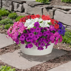 Pan American Seeds Imported Flower Seeds Petunia F₁ Trailing SUCCESS! TR Maxi Mix Flower Seeds