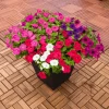 Pan American Seeds Petunia F₁ Trailing SUCCESS! TR Maxi Mix Flower Seeds