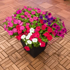 Pan American Seeds Imported Flower Seeds Petunia F₁ Trailing SUCCESS! TR Maxi Mix Flower Seeds