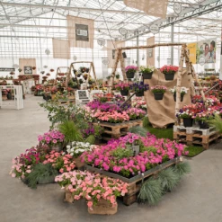 Pan American Seeds Imported Flower Seeds Petunia F₁ Trailing SUCCESS! TR Maxi Mix Flower Seeds