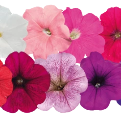 Pan American Seeds Imported Flower Seeds Petunia F₁ Trailing SUCCESS! TR Maxi Mix Flower Seeds
