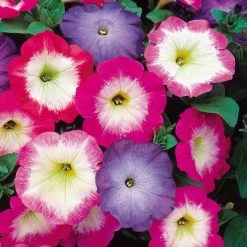 CGASPL Petunia Multiflora Merlin Mix Flower Seeds