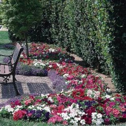 Pan American Seeds Petunia Single Gf. Dreams Mix Flower Seeds