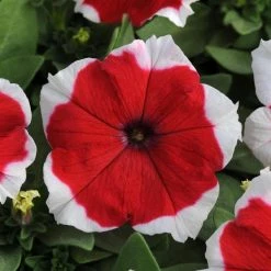 Pan American Seeds Petunia Single Gf. Dreams Red Picotee Flower Seeds Imported Flower Seeds
