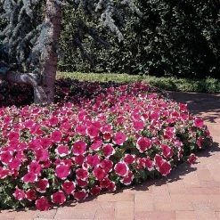 Pan American Seeds Petunia Single Gf. Dreams Rose Picotee Flower Seeds Imported Flower Seeds