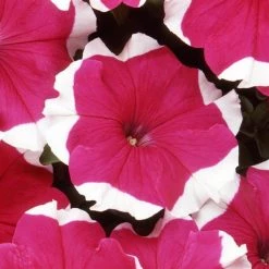 Pan American Seeds Petunia Single Gf. Dreams Rose Picotee Flower Seeds Imported Flower Seeds