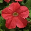 Pan American Seeds Petunia Single Gf. Ez Rider Salmon Deep Flower Seeds