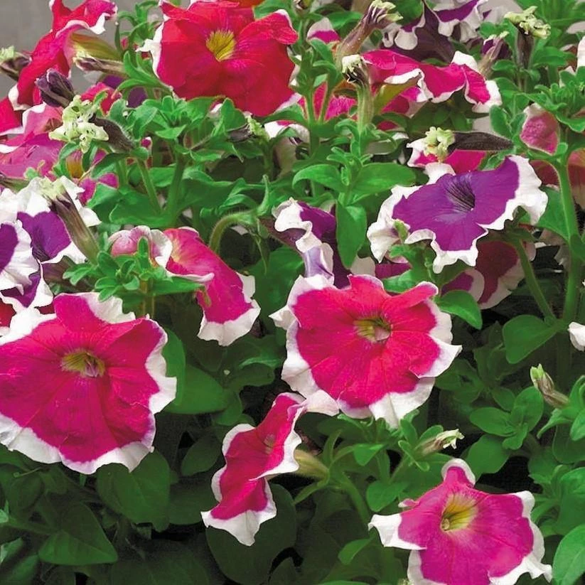 Sakata Seeds Petunia Single Gf. Hulahoop Mix Flower Seeds 4 Sakata Seeds Petunia Single Gf. Hulahoop Mix Flower Seeds