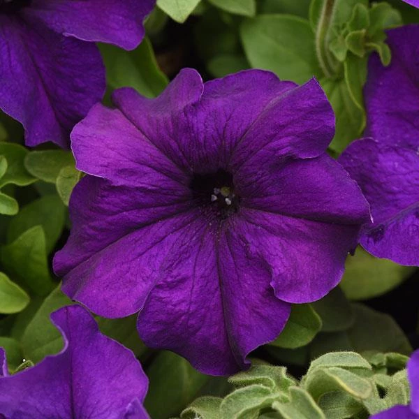 Pan American Seeds Petunia Single Gf. Supercascade Blue Flower Seeds Imported Flower Seeds 4 Pan American Seeds Petunia Single Gf. Supercascade Blue Flower Seeds Imported Flower Seeds