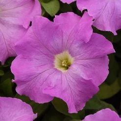 Pan American Seeds Petunia Single Gf. Supercascade Lilac Flower Seeds