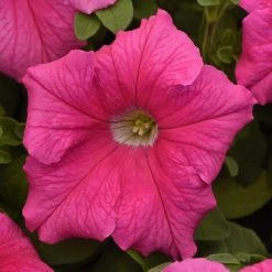 Pan American Seeds Petunia Single Gf. Supercascade Pink Flower Seeds Imported Flower Seeds