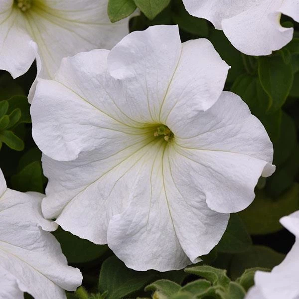 Pan American Seeds Imported Flower Seeds Petunia Single Gf. Supercascade White Flower Seeds 4 Pan American Seeds Imported Flower Seeds Petunia Single Gf. Supercascade White Flower Seeds