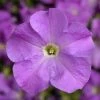 CGASPL Petunia Single Gf. Tritunia Lavender Flower Seeds Imported Flower Seeds